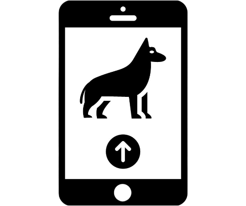 Pet Care and Services